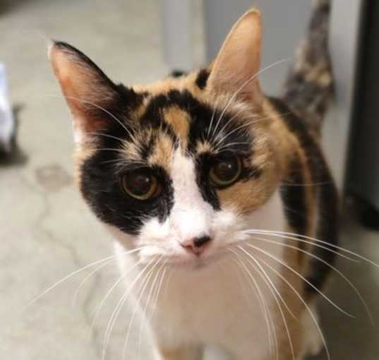 Photo of Xena