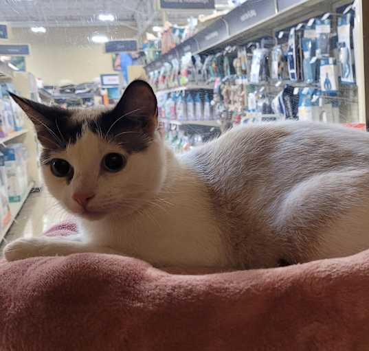 Photo of Catly