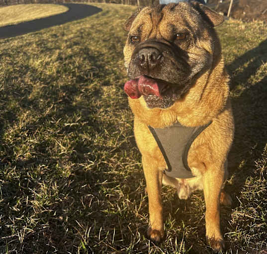 Photo of Dante