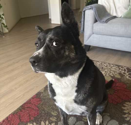 Photo of Sheba