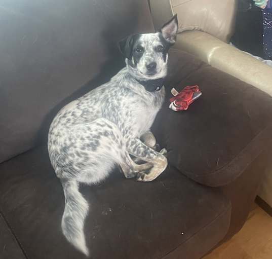 Photo of Angus