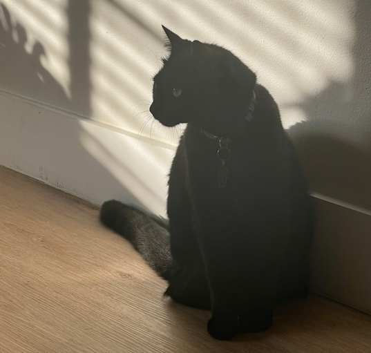 Photo of Morticia