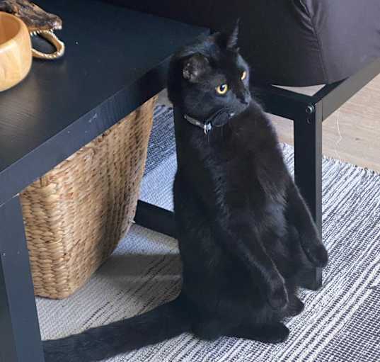 Photo of Morticia