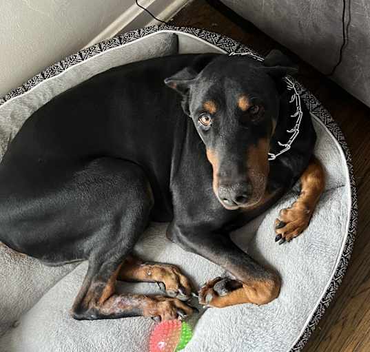 Photo of King