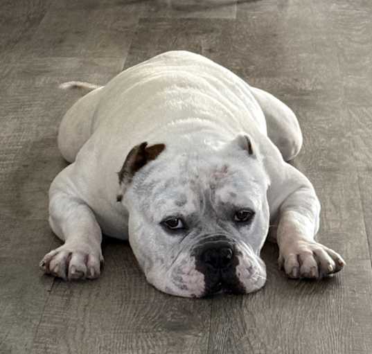 Photo of Coco