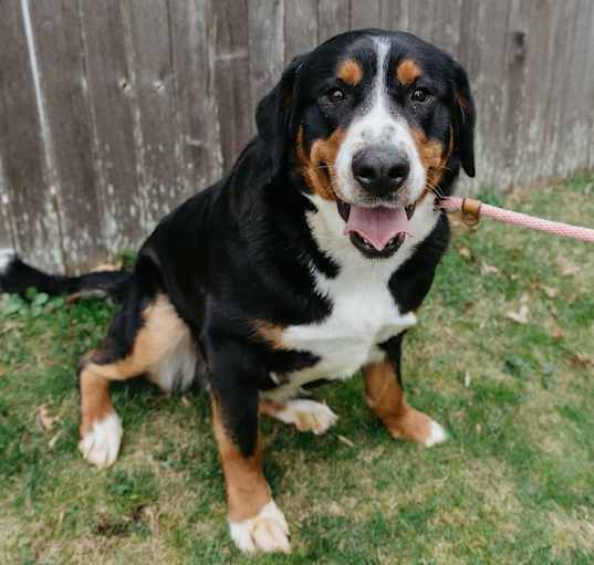 Photo of Sage