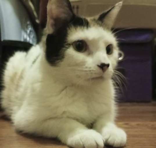 Photo of Almond