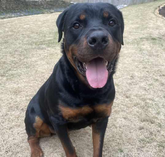 Photo of Bomber