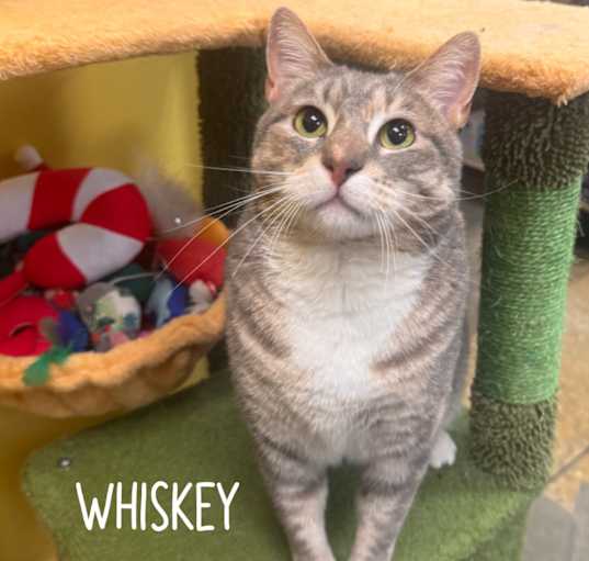 Photo of Whiskey
