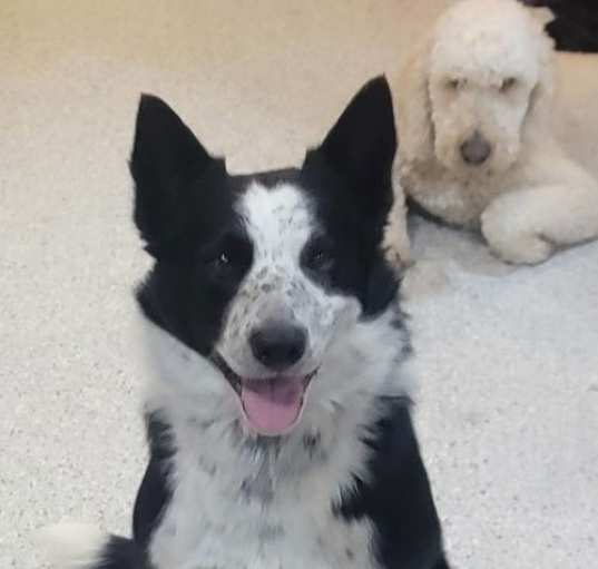 Photo of Tippy