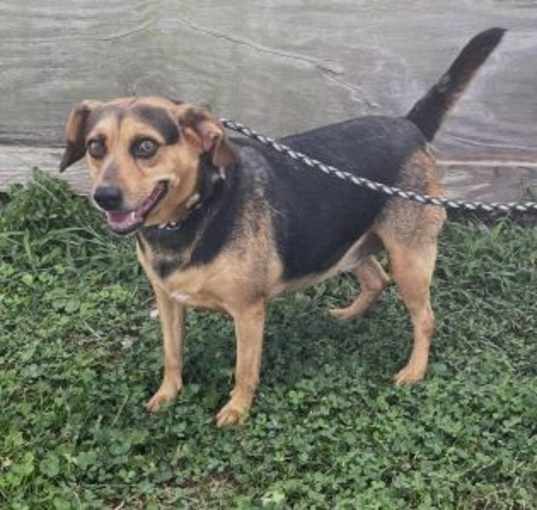 Photo of Snickers