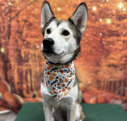 Photo of Suki