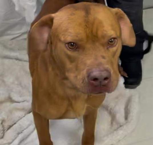 Photo of HOOCH