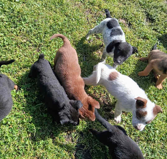 Photo of Puppy