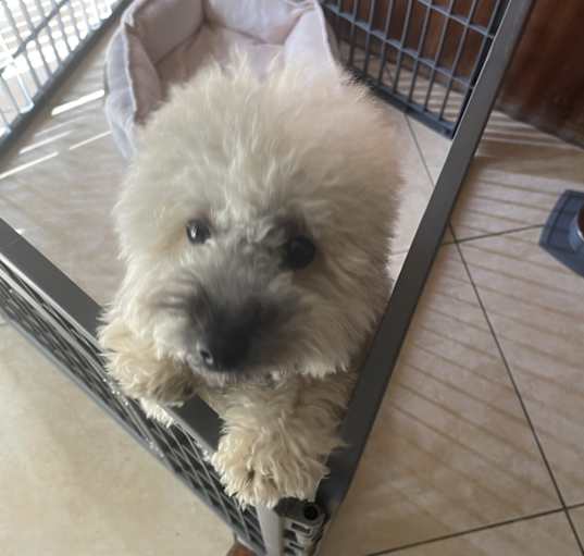Photo of Toto