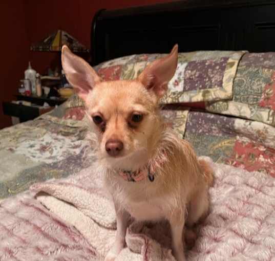 Photo of Franny (25-020 D)