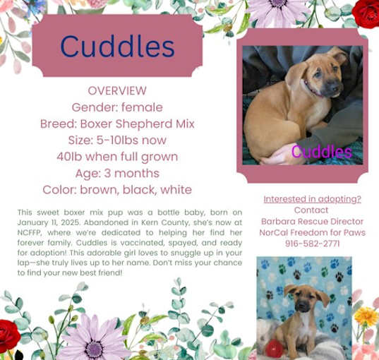 Photo of Cuddles