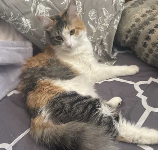 Photo of Tails