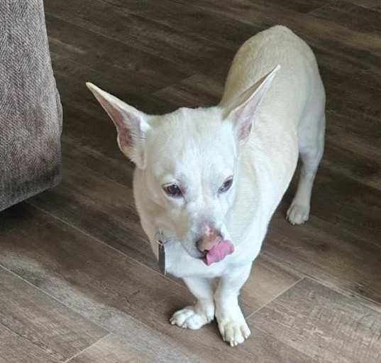 Photo of Chester