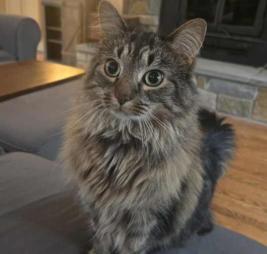 Photo of Luna