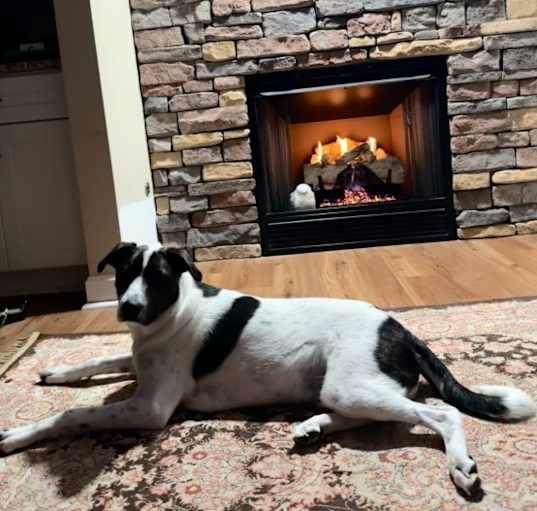 Photo of Hank