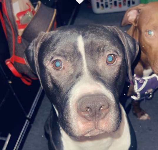 Photo of Duke