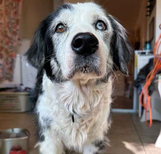Photo of Huckleberry