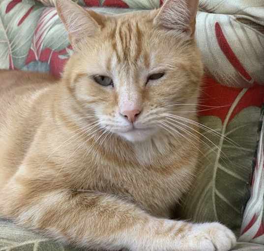 Photo of Bella