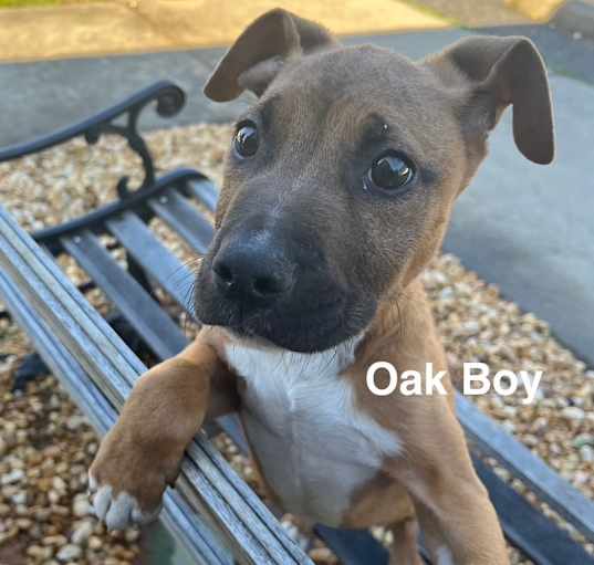 Photo of Oak Boy