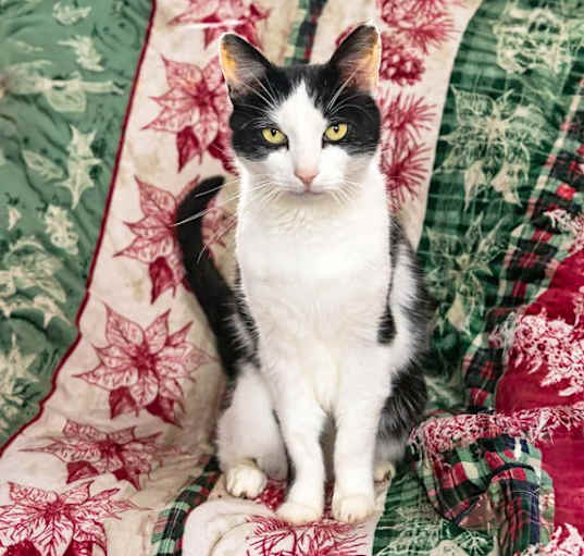 Photo of Simon