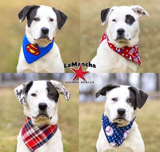 Photo of Bl Lab/Pyr Male Pups