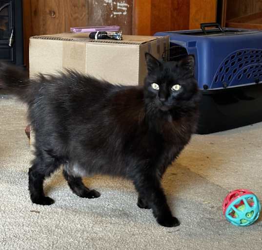 Photo of Onyx