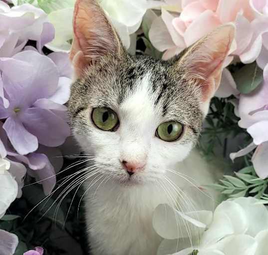 Photo of Primrose (on hold)
