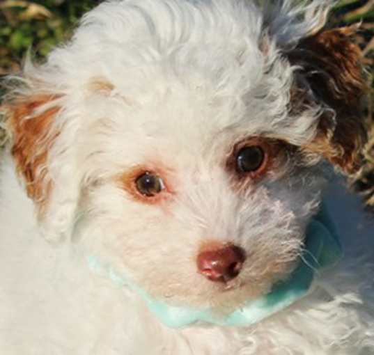 Photo of ASTER (LOVE TO CUDDLE)
