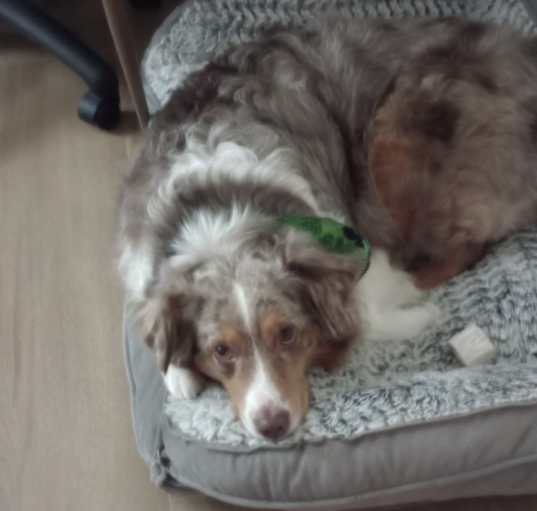 Photo of Kali