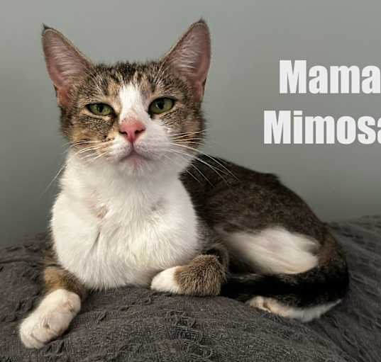 Photo of Mama Mimosa
