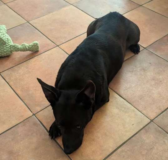 Photo of Rosco