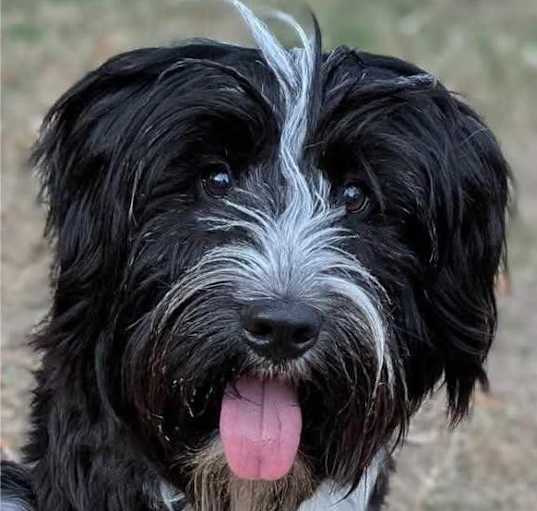 Photo of Teacup