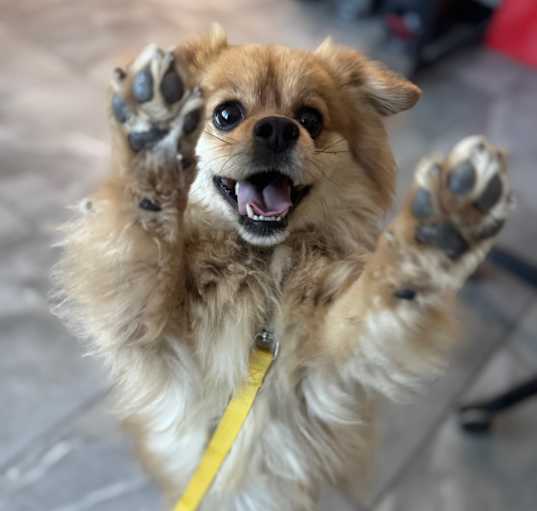 Photo of Chewie