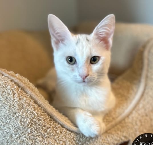 Photo of Domino