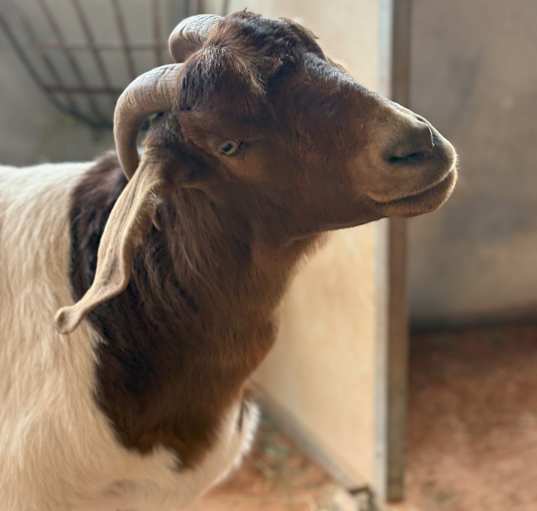 Photo of Stella