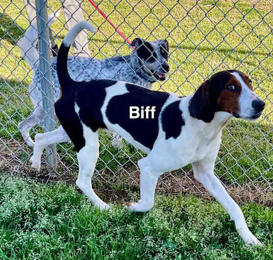 Photo of Biff