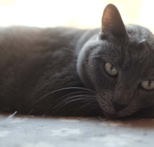 Photo of Alexei