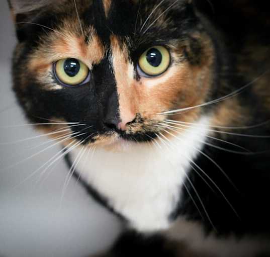 Photo of Brandy