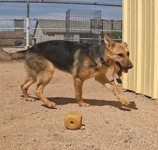 Photo of Sadie
