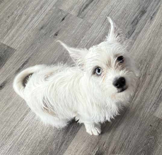 Photo of Little Girl