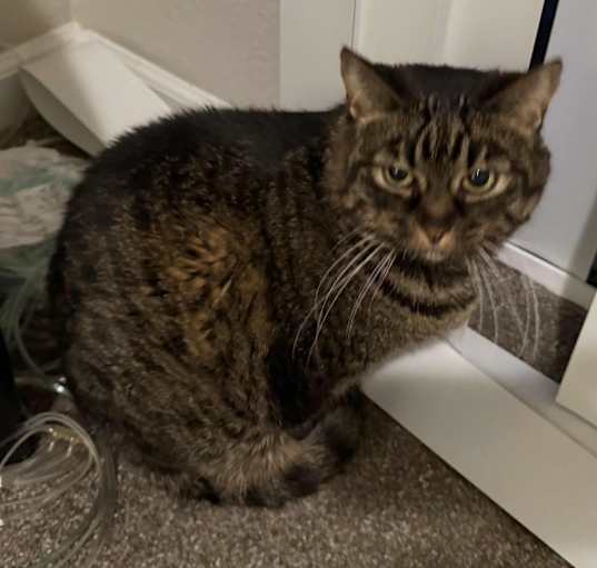 Photo of Willow