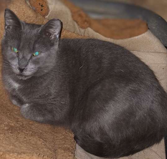 Photo of Athena