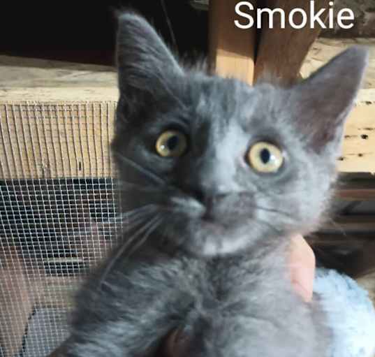 Photo of Smokie