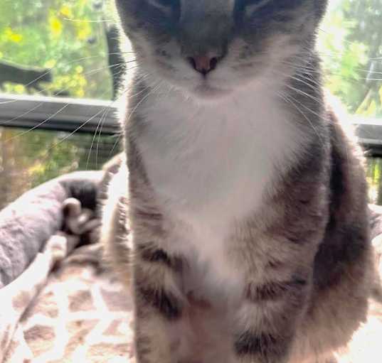 Photo of Pancake